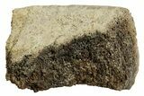 Fossil Tyrannosaur (T rex) Vertebra Section - Wyoming #350460-1